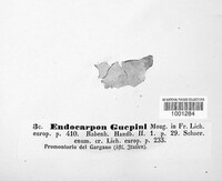 Endocarpon guepinii image